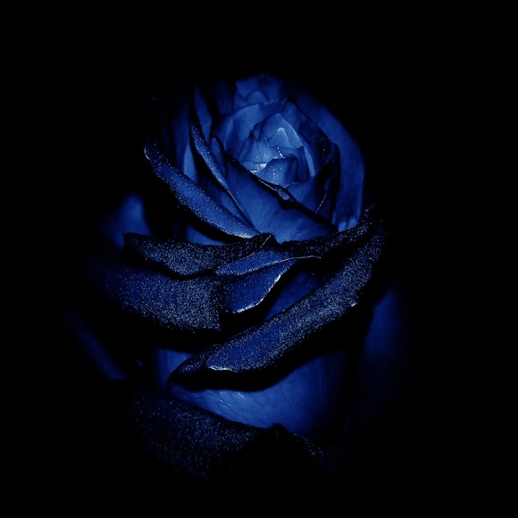 Meet your Posher, Blue roze - Picture 1 of 1